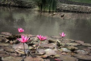 bogor botanical garden